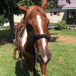 Meet your Posher, Ty